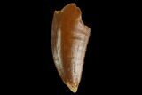 Serrated, Raptor Tooth - Real Dinosaur Tooth #130343-1